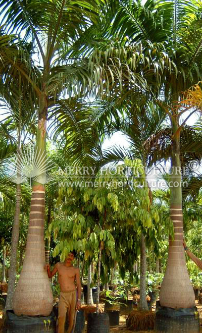 Roystonea Olearacea (Cabbage palm)